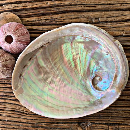 Raw Natural Abalone Shell XL